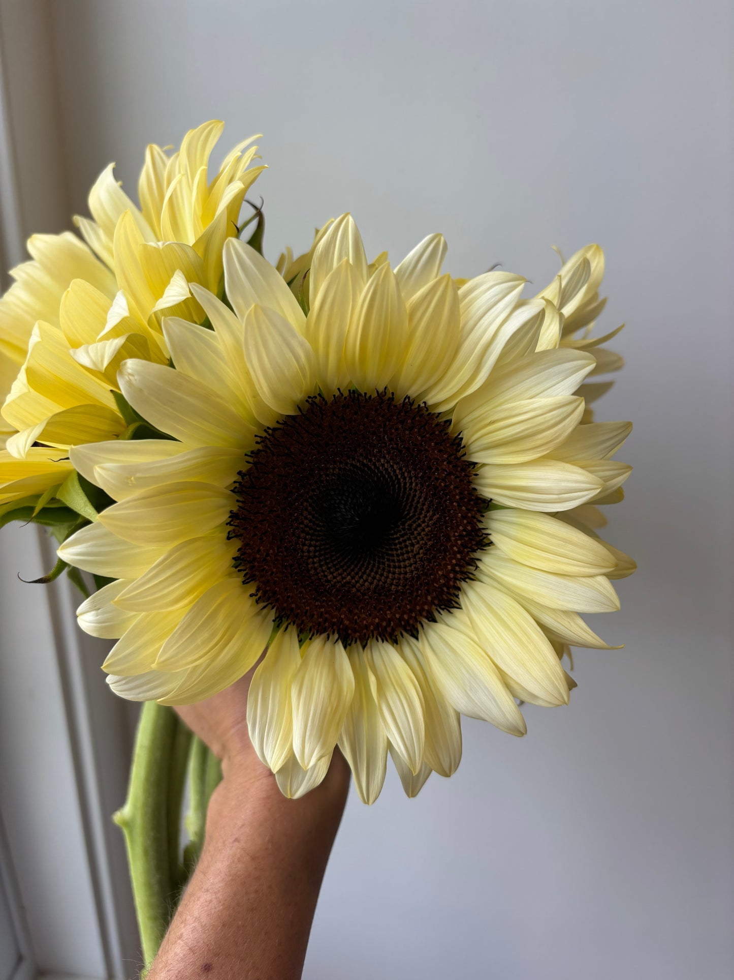 Sunflower bundle
