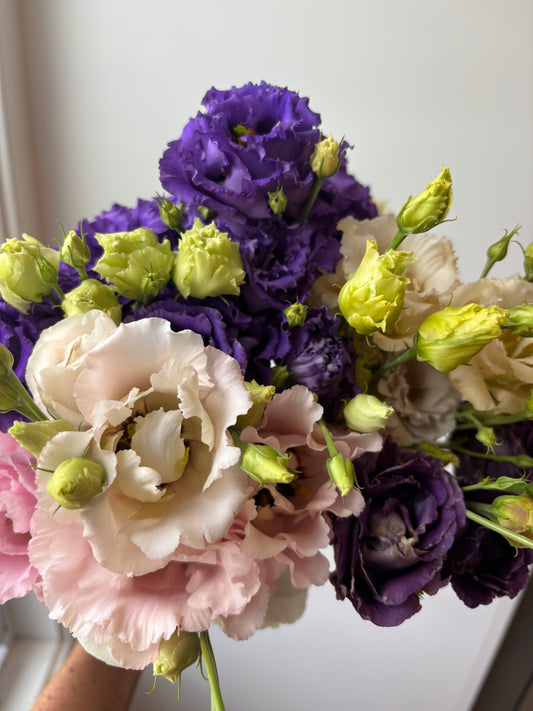 Lisianthus bundle