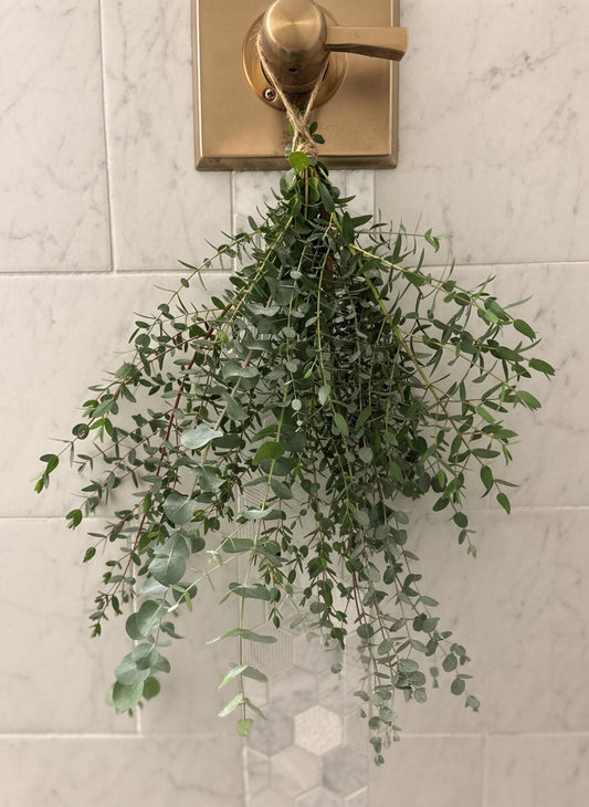 Eucalyptus Shower Bundle