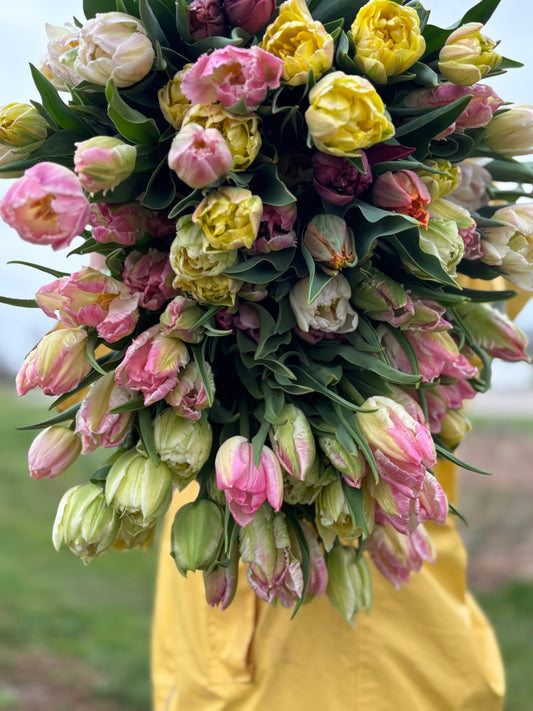 SPRING Tulip Subscription